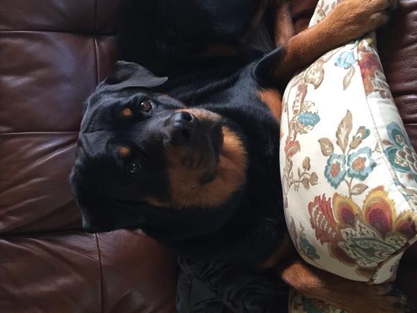 /Images/uploads/MidAmerica Rottweiler Rescue/adoptarottphotocontest/entries/10295thumb.jpg